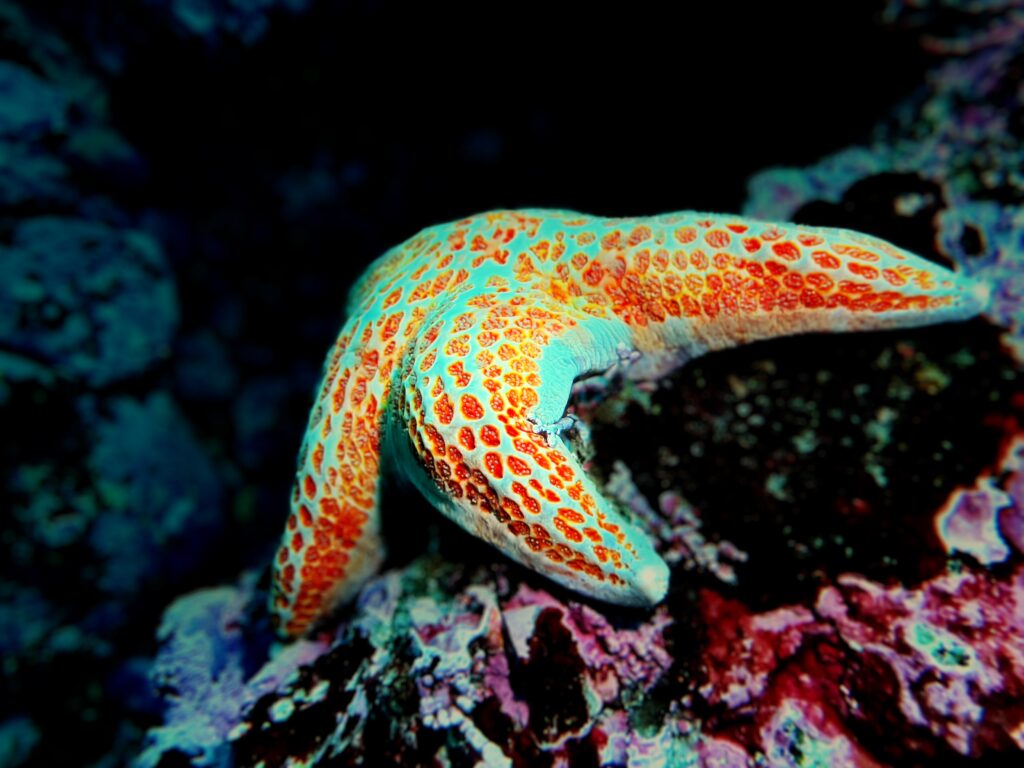 Sea star at Point Lobos. Photo by Terry Rowe.