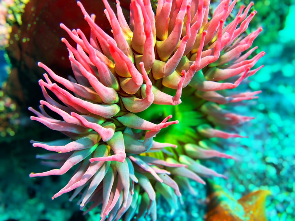 Anemone at Point Lobos. Photo by Terry Rowe.